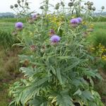 Cynara cardunculus - Kardoen - Cynara cardunculus