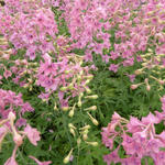 Ridderspoor - Delphinium ruysii' Pink Sensation