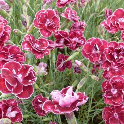 Grasanjer - Dianthus x allwoodii 'Romeo'