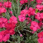 Dianthus gratianopolitanus 'Bombardier' - Rotsanjer