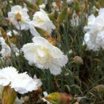 Dianthus plumarius 'Haytor White' - Grasanjer