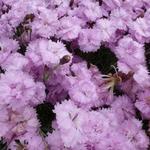 Dianthus plumarius 'Pike's Pink' - Grasanjer