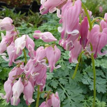 Dicentra 'King of Hearts'