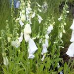 Digitalis purpurea 'Alba' - Vingerhoedskruid - Digitalis purpurea 'Alba'