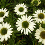 Echinacea SUNSEEKERS 'White' - Rode zonnehoed