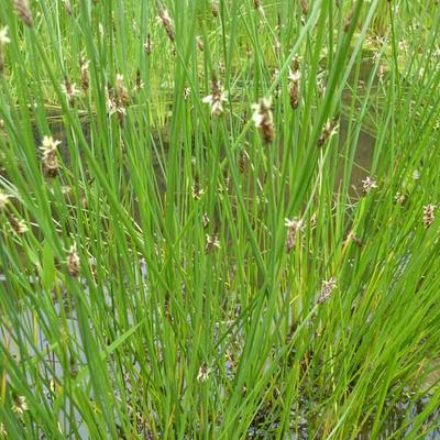 Eleocharis palustris - Waterbies, gewone waterbies