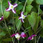 Epimedium x rubrum - Elfenbloem - Epimedium x rubrum