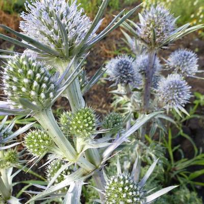 Eryngium bourgatii - Kruisdistel