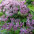 Eupatorium maculatum 'Purple Bush'