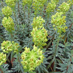 Euphorbia characias 'Blue Wonder' - Wolfsmelk - Euphorbia characias 'Blue Wonder'
