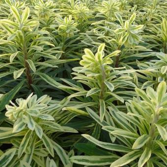 Euphorbia characias subsp. characias 'Burrow Silver'