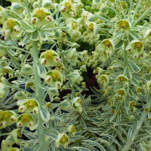 Wolfsmelk - Euphorbia characias subsp. wulfenii 'Emmer Green'