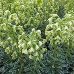 Euphorbia characias 'Glacier Blue' - Wolfsmelk