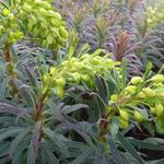 Euphorbia characias 'Purple and Gold' - Wolfsmelk - Euphorbia characias 'Purple and Gold'
