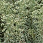 Euphorbia characias 'Silver Swan' - Wolfsmelk - Euphorbia characias 'Silver Swan'