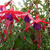 Fuchsia magellanica 'Riccartonii'