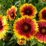 Gaillardia aristata 'Arizona Sun' - Kokardebloem