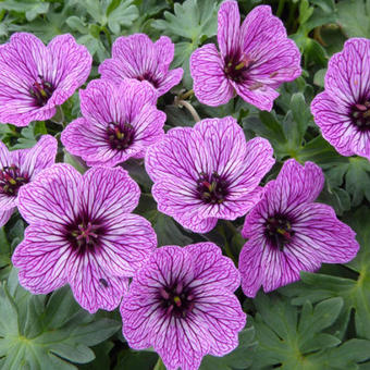 Geranium cinereum 'Laurence Flatman'