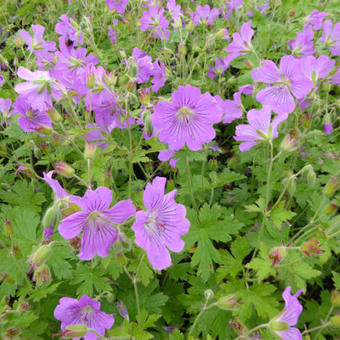 Geranium 'Sirak'