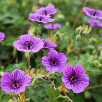 Geranium wallichianum CENSATION 'Daily Purple'