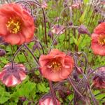 Geum rivale 'Flames of Passion' - Nagelkruid - Geum rivale 'Flames of Passion'