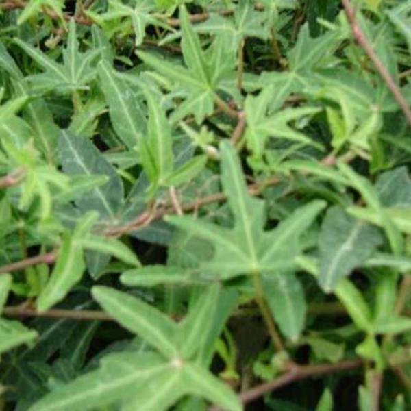 Klimop - Hedera helix 'Sagittifolia'