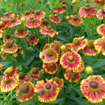 Helenium 'Can Can' - Zonnekruid