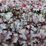 Heuchera 'Berry MARMALADE' - Purperklokje