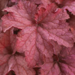 Heuchera INDIAN SUMMER 'Coralberry' - Purperklokje