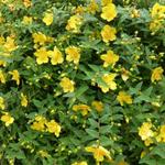 Hypericum x hidcoteense 'Hidcote' - Hertshooi - Hypericum x hidcoteense 'Hidcote'