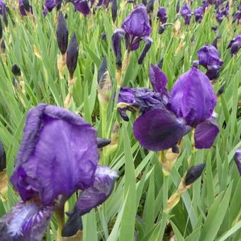 Iris germanica  'Black Knight'