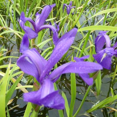Iris laevigata - Japanse iris