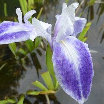 Iris laevigata 'Mottled Beauty'