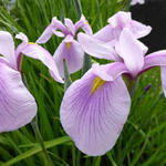 Japanse iris - Iris ensata 'Rose Queen'