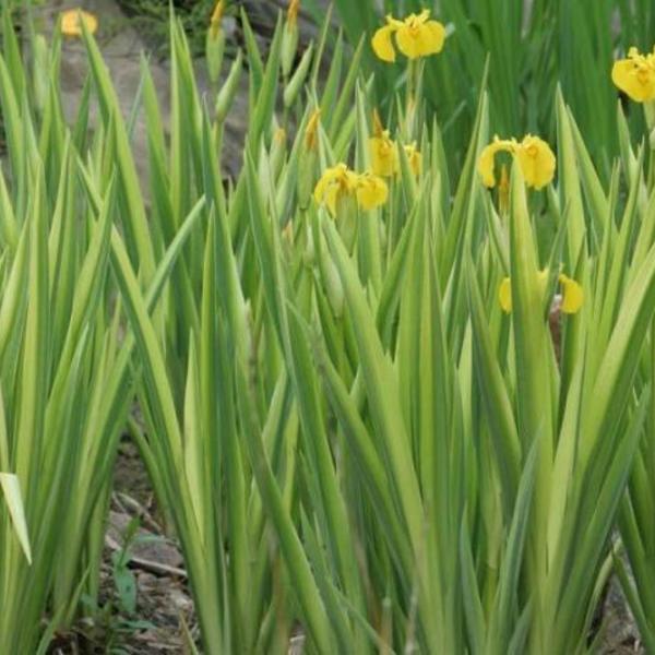 Moerasiris,Gele lis - Iris pseudacorus ' Variegata'