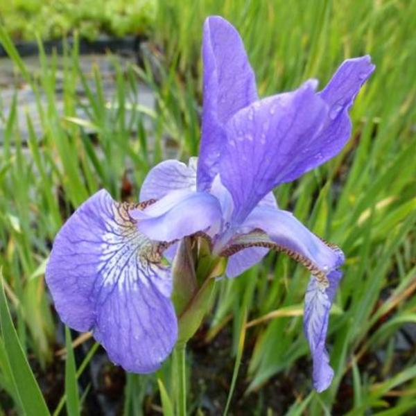 Borstelige iris - Iris setosa