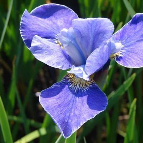 Siberische lis - Iris sibirica 'Silver Edge'