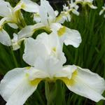 Iris sibirica 'Snow Queen' - Siberische lis - Iris sibirica 'Snow Queen'