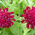 Knautia macedonica - Weduwebloem, Beemdkroon