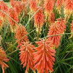 Kniphofia 'Redhot Popsicle' - Vuurpijl, Fakkellelie - Kniphofia 'Redhot Popsicle'