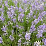 Lavandula angustifolia 'Brabants Lust' - Lavendel - Lavandula angustifolia 'Brabants Lust'