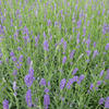 Lavendel - Lavandula angustifolia 'Essence Purple'