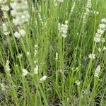 Lavandula angustifolia 'Hidcote White' - Lavendel - Lavandula angustifolia 'Hidcote White'