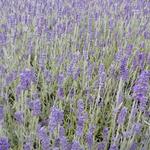 Lavandula x chaytoriae 'Richard Gray' - Lavendel