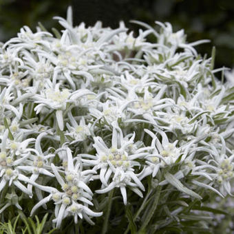 Leontopodium alpinum 'Blossom of Snow'
