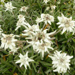 Leontopodium alpinum 'Mont Blanc' - Edelweiss