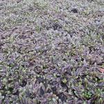 Leptinella squalida 'Platt's Black' - Koperknoopje