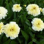 Leucanthemum x superbum 'Luna' - Margriet