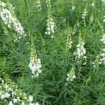 Vlasleeuwebek - Linaria purpurea 'Springside White'