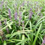 Liriope muscari 'Evergreen Giant' - Leliegras - Liriope muscari 'Evergreen Giant'